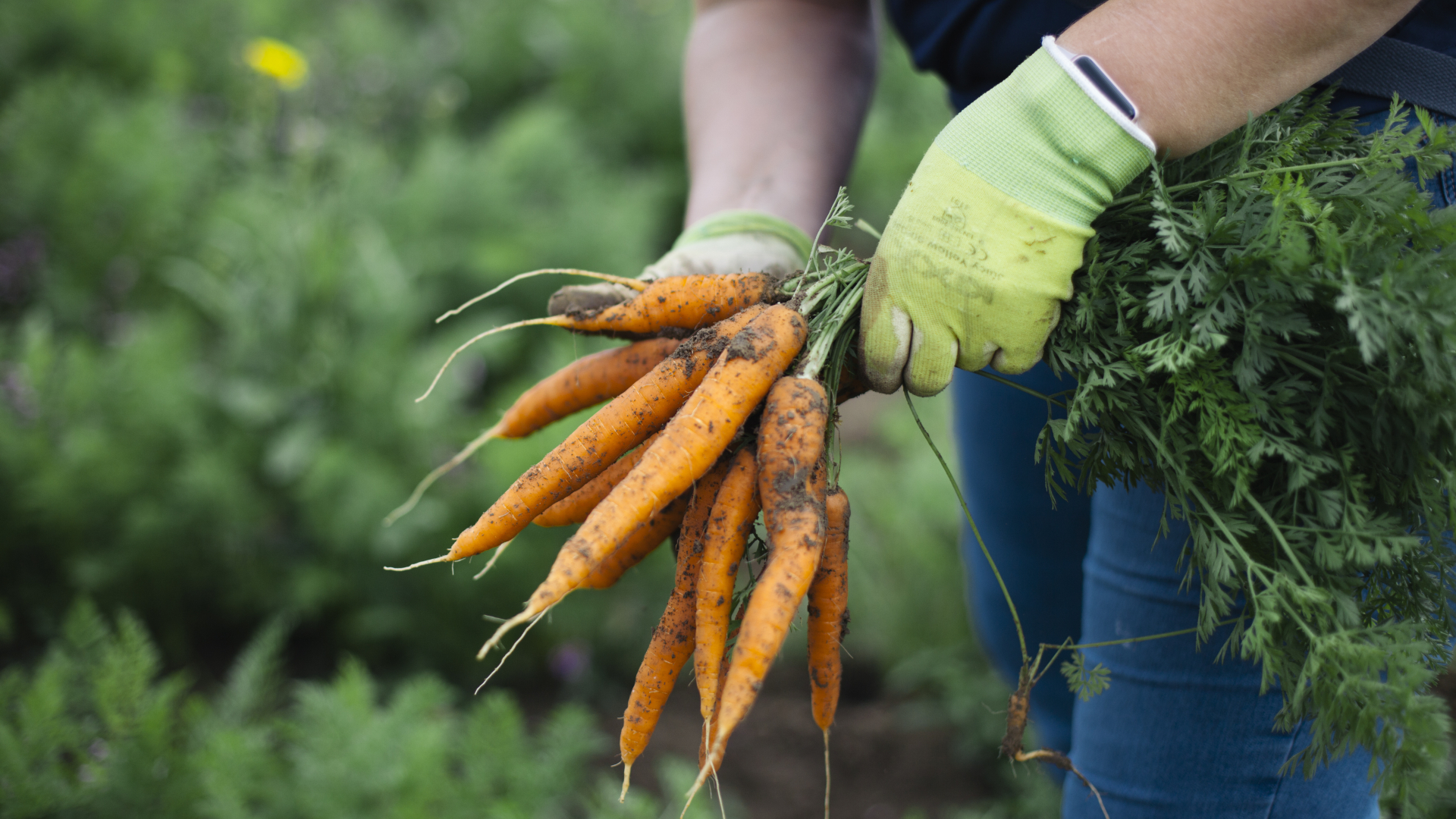 wortels in moestuin